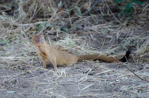 Mongoose Stock Photos