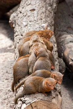 Mongoose. Stock Photos