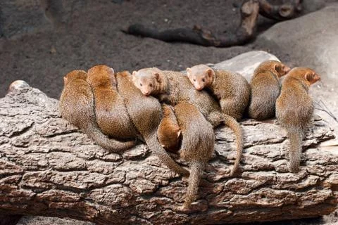 Mongoose. Stock Photos