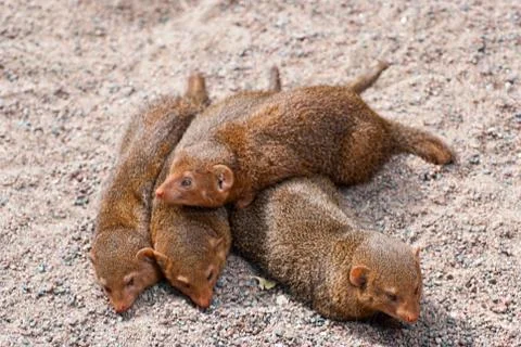 Mongoose. Stock Photos