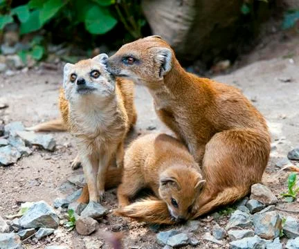 Mongoose Stock Photos