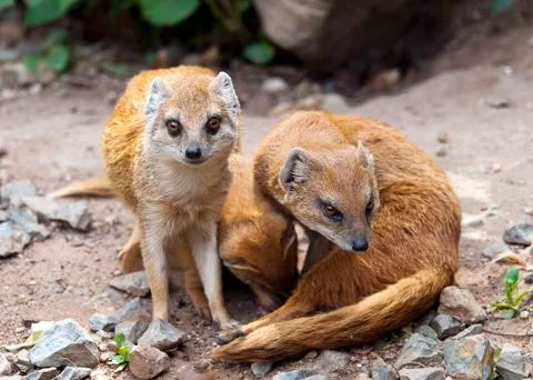 Mongoose Stock Photos