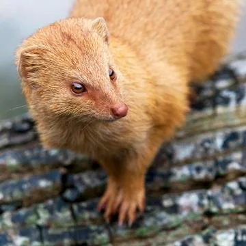Mongoose Foto stock
