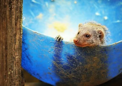 Mongoose Stock Photos