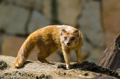 Mongoose Stock Photos