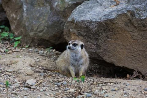 Mongoose Stock Photos