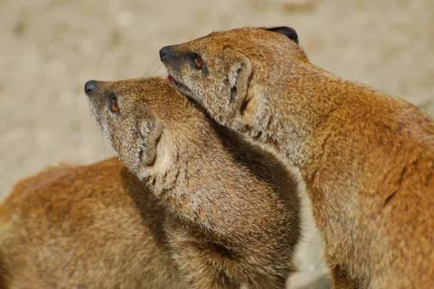 Mongoose Stock Photos