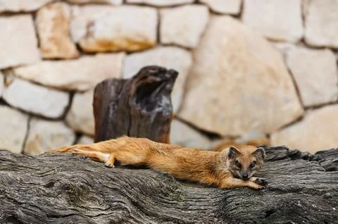 Mongoose Stock Photos