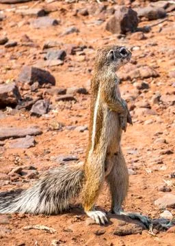 Mongoose Stock Photos