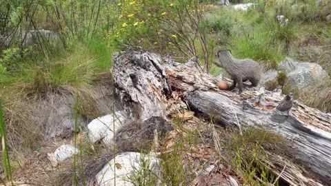 Mongoose Playing With An Egg Stock Footage 167551575
