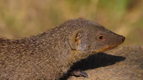 A Mongoose relaxing Stock Footage 253566164