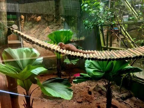 Mongoose resting on bamboo bridge structure Foto stock