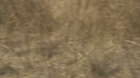 Mongoose running between grass. Niassa Reserve, Mozambique. Stock Footage 22732698