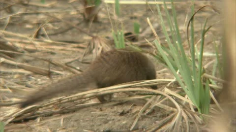 Mongoose running through grass in Niassa Reserve, Mozambique. Stock Footage 23813012