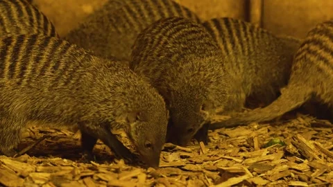 Mongoose searching Stock Footage 263894637
