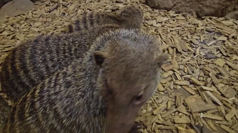 Mongoose sitting Stock Footage 263674766