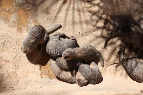 Mongoose sleeping in an European open environment zoo. Foto stock