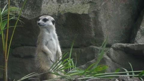 Mongoose standing in the wild Stock Footage 235917412