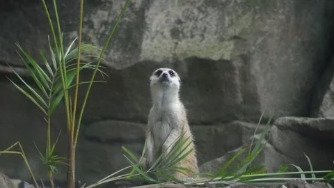 Mongoose standing in the wild Stock Footage 235917610