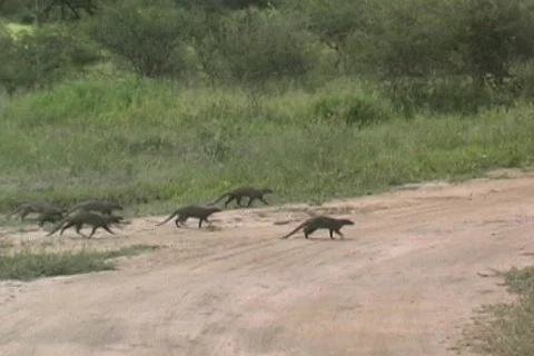 Mongoose Tarangire Stock Footage 125711