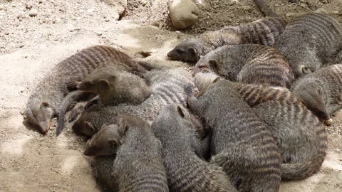 A mongoose wakes up among a sleeping pack Stock Footage 296488064