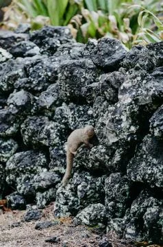 Mongoose on a wall Stock Photos