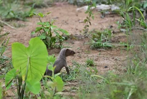 Mongoose in the Wild Stock Photos