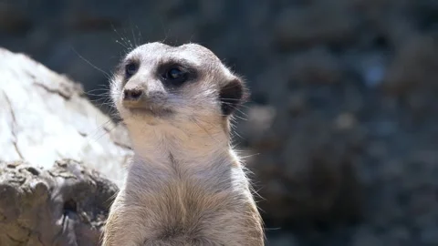 Mongoose wildlife animals Video stock 274414817