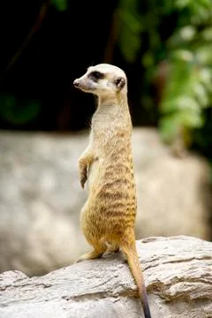 Mongoose at zoo Stock Photos