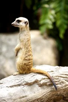 Mongoose at zoo Stock Photos