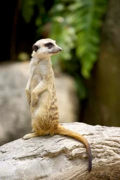 Mongoose at zoo Stock Photos