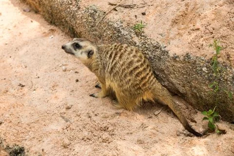 Mongoose in the zoo Stock Photos