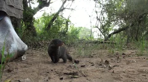 Mongoose1 Stock Footage 11070643