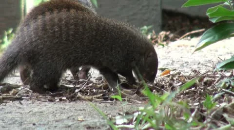 Mongoose2 Stock Footage 11070833
