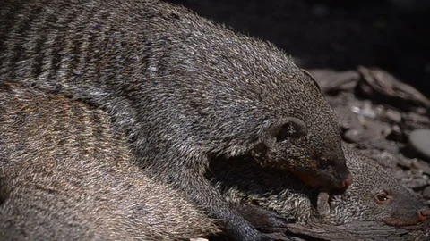 Mongooses caring for each other Stock Footage 94676411