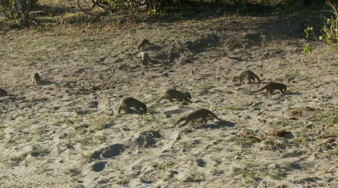 Mongooses foraging 库存影片 363617
