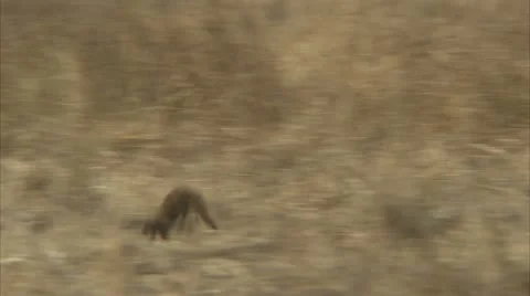 Mongooses running through grass in Niassa Reserve, Mozambique. Video stock 23844238