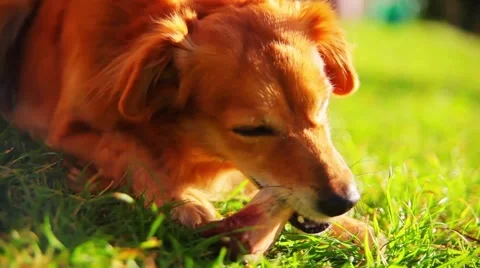 Mongrel with bone Stock Footage 45167442