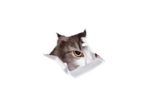 Mongrel cat climbs through a hole in a white paper tabby mongrel cat lokki... Stock Photos