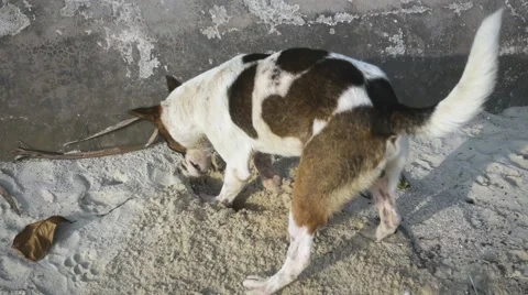 Mongrel Digs a Hole in the Sand on the Beach. Slow Motion Stock Footage 60007853
