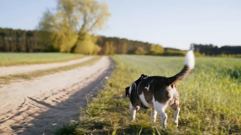Mongrel on a dirt road Stock Footage 109391605