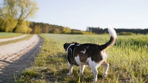 Mongrel on a dirt road Stock Footage 109391657