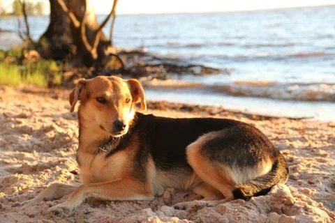 Mongrel dog on the beach Stock Photos