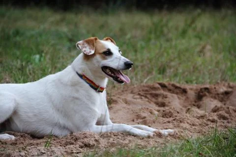 Mongrel dog on the beach Stock Photos