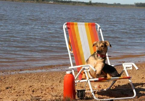 Mongrel dog on the beach Stock Photos