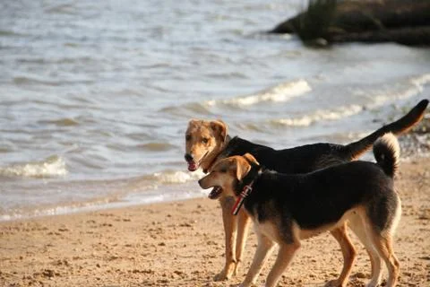 Mongrel dog on the beach Stock Photos