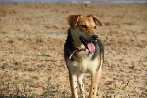 Mongrel dog on the beach Stock Photos