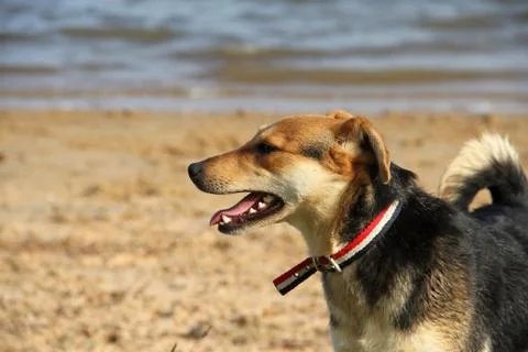 Mongrel dog on the beach Stock Photos