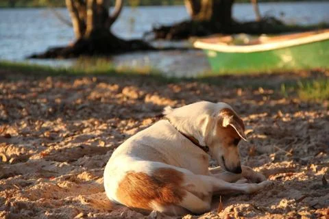 Mongrel dog on the beach Stock Photos