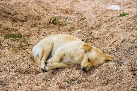 Mongrel dog on the beach Stock Photos